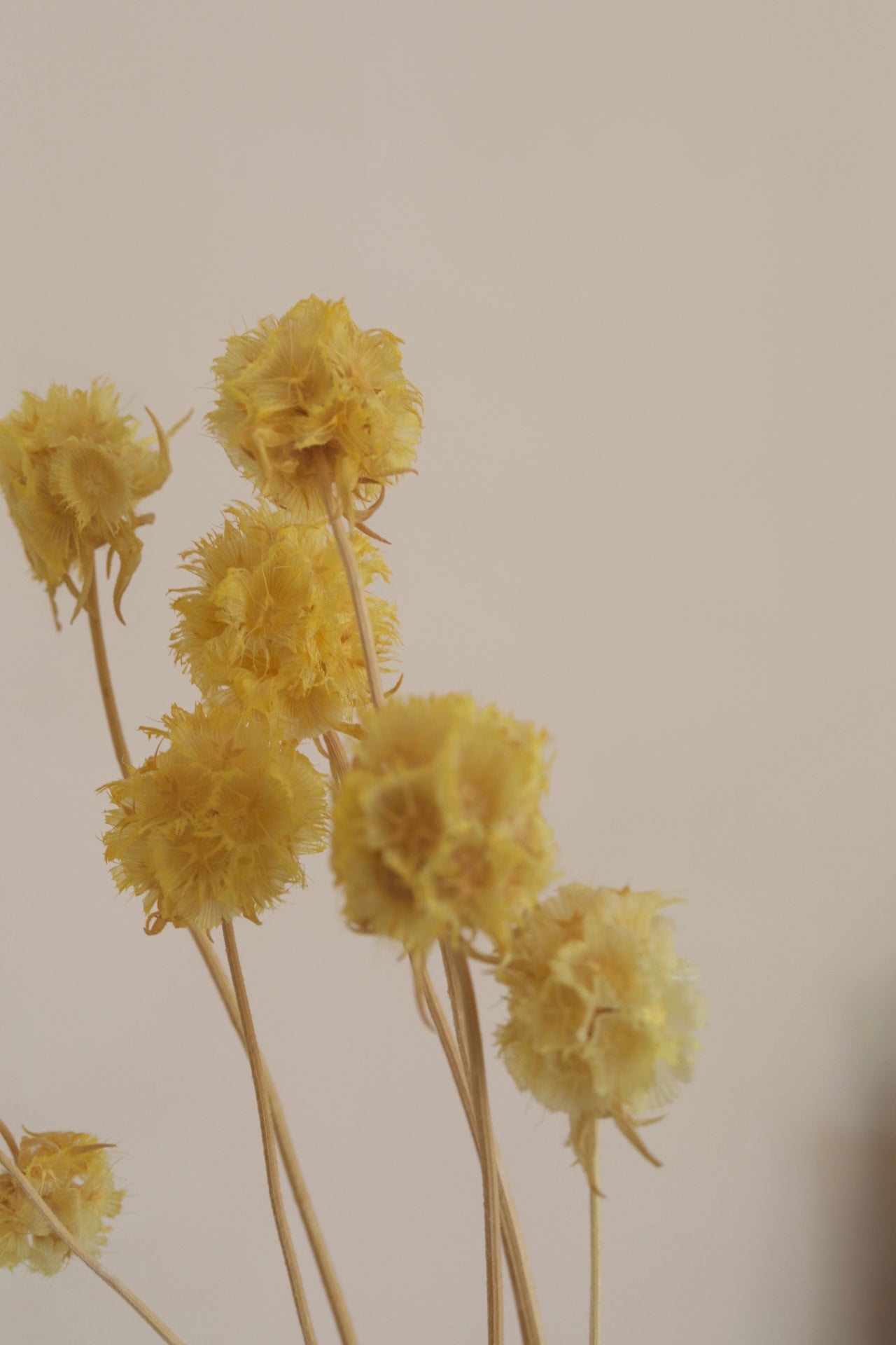 Trockenblumen im Bund | Scabiosa gelb - Hometerior - Hometerior - 